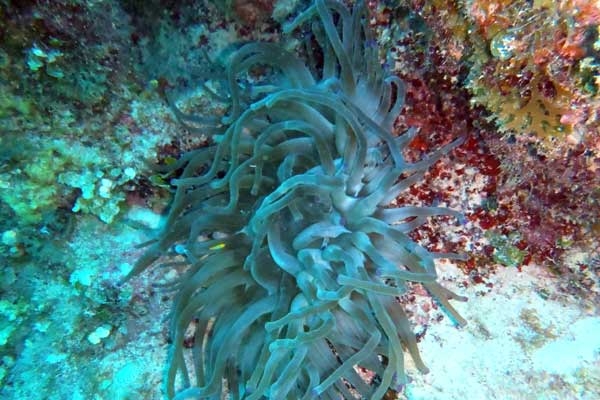 Corales en peligro - IPS Cuba